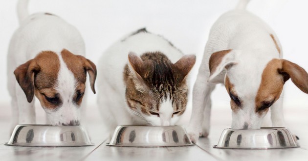 Coronavirus: no shortage of pet food